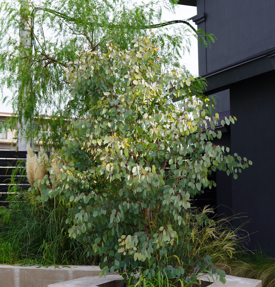 THE BAKE STORE/Landscape,Interior green,concept making/GREEN SUPPLY